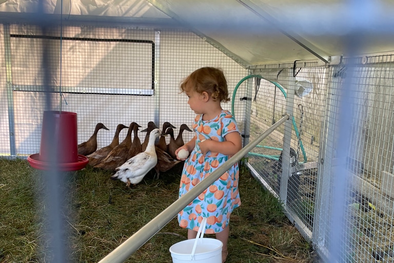 Duck coop in Louisiana