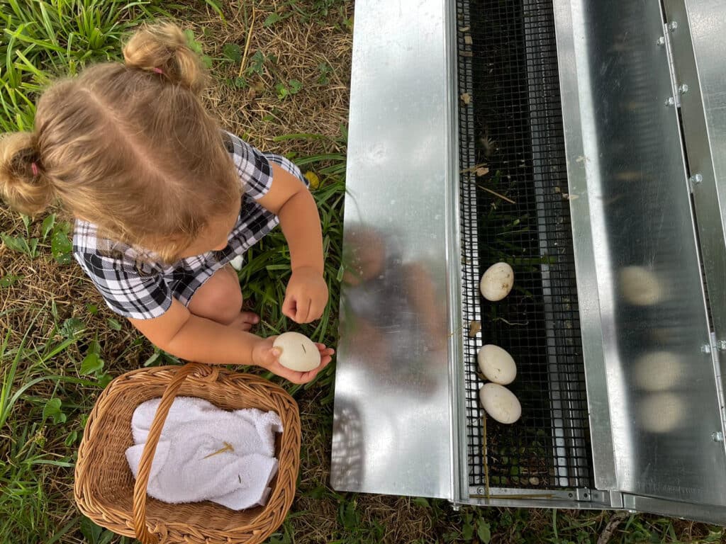 Gathering Eggs In Mobile Duck Coops