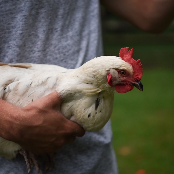 mobile coops for chickens