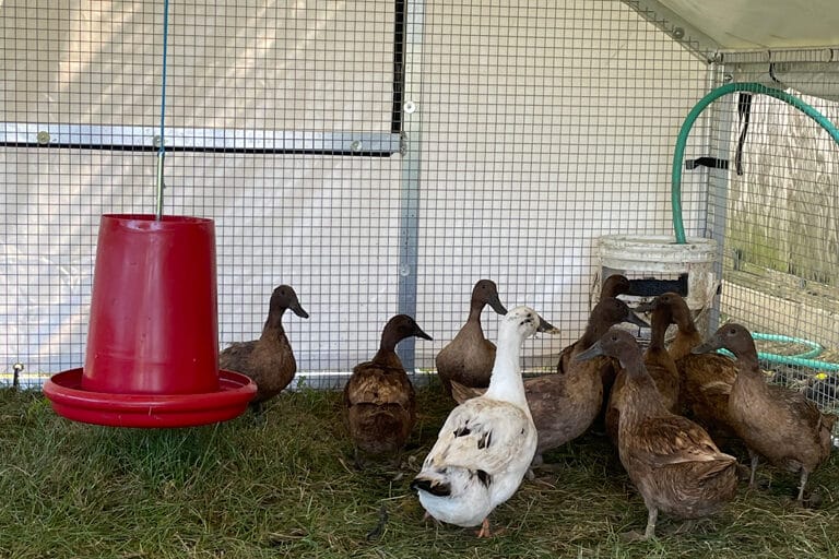 Movable Coop For Duck Farming