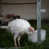 Louisiana pasture raised turkey in coop