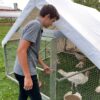 feeding turkeys in turkey coop