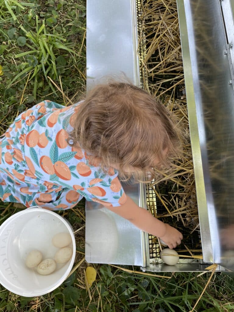 Mobile Coops For Ducks