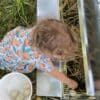 Rollaway Nesting Box for Chickens