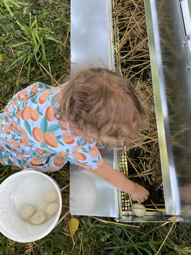 Rollaway Nesting Box for Chickens