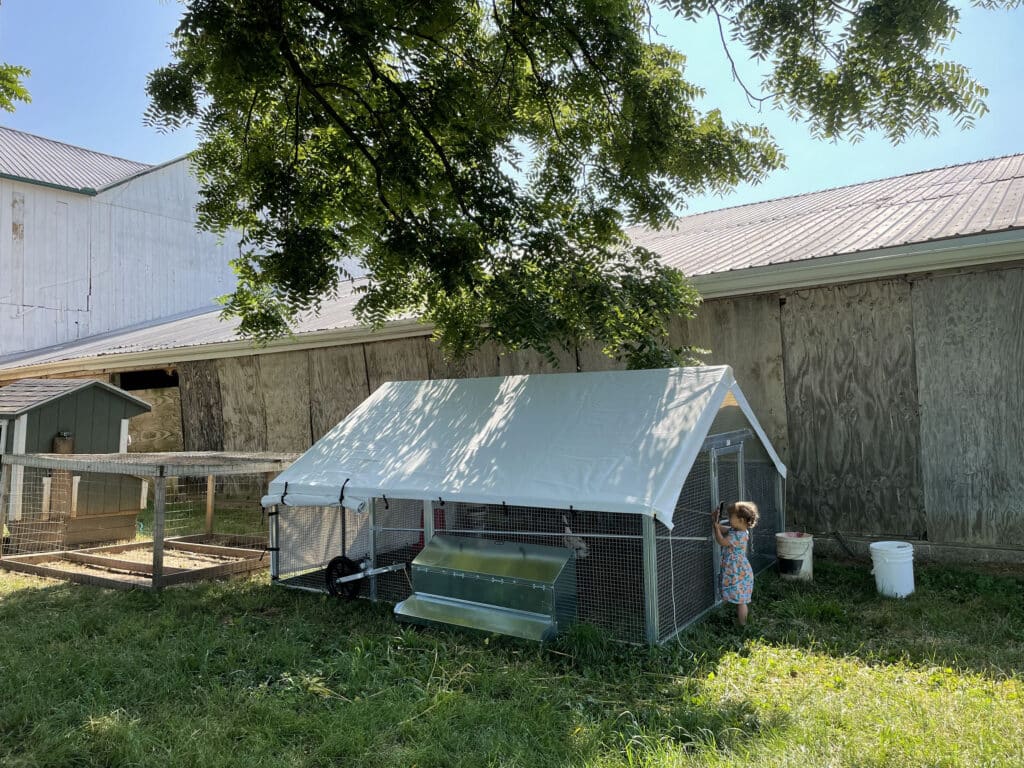 cleaning duck coops weekly