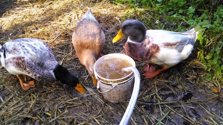 Do Ducks Need A Coop Happy Farmer