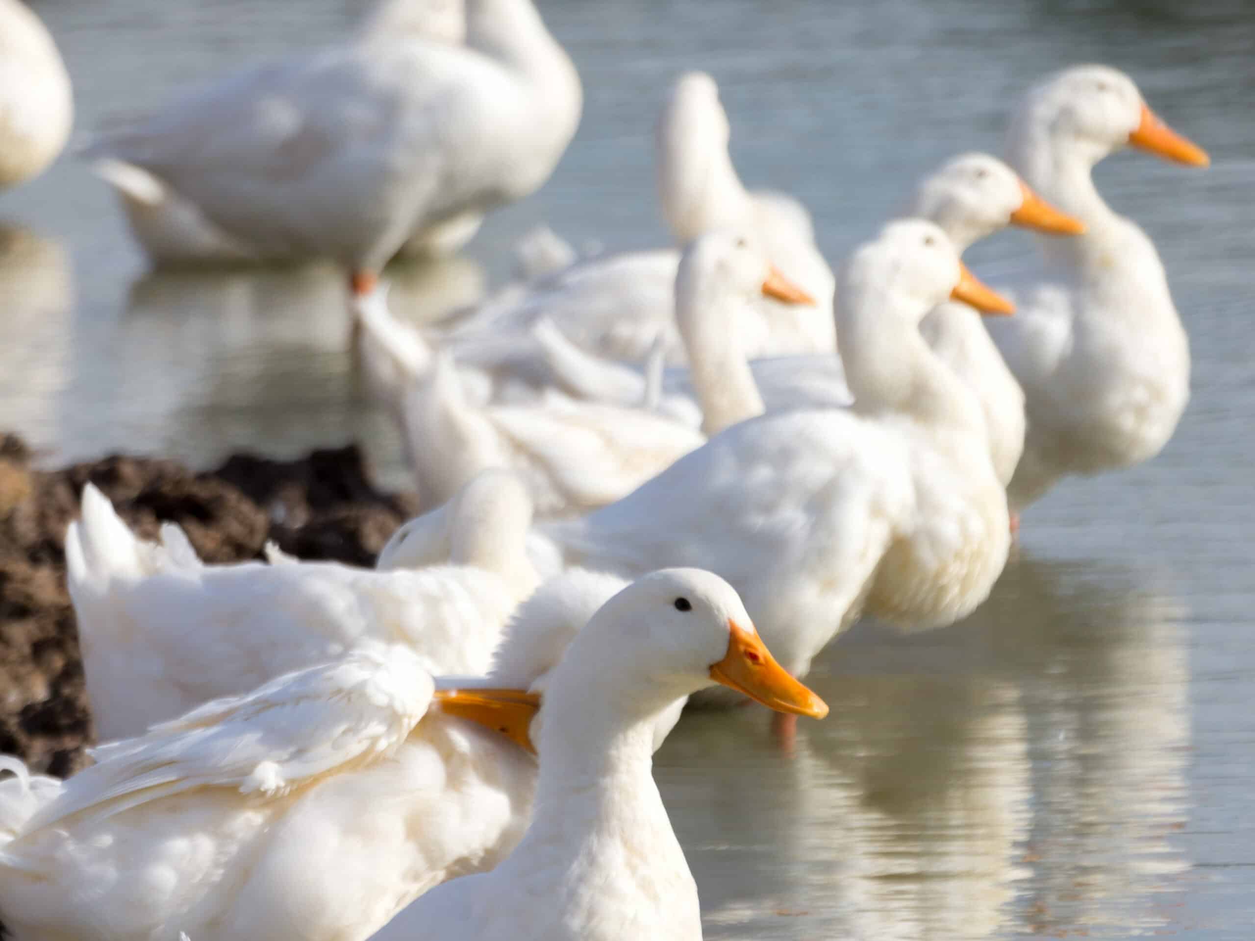 how often to clean a duck coop 1 edited