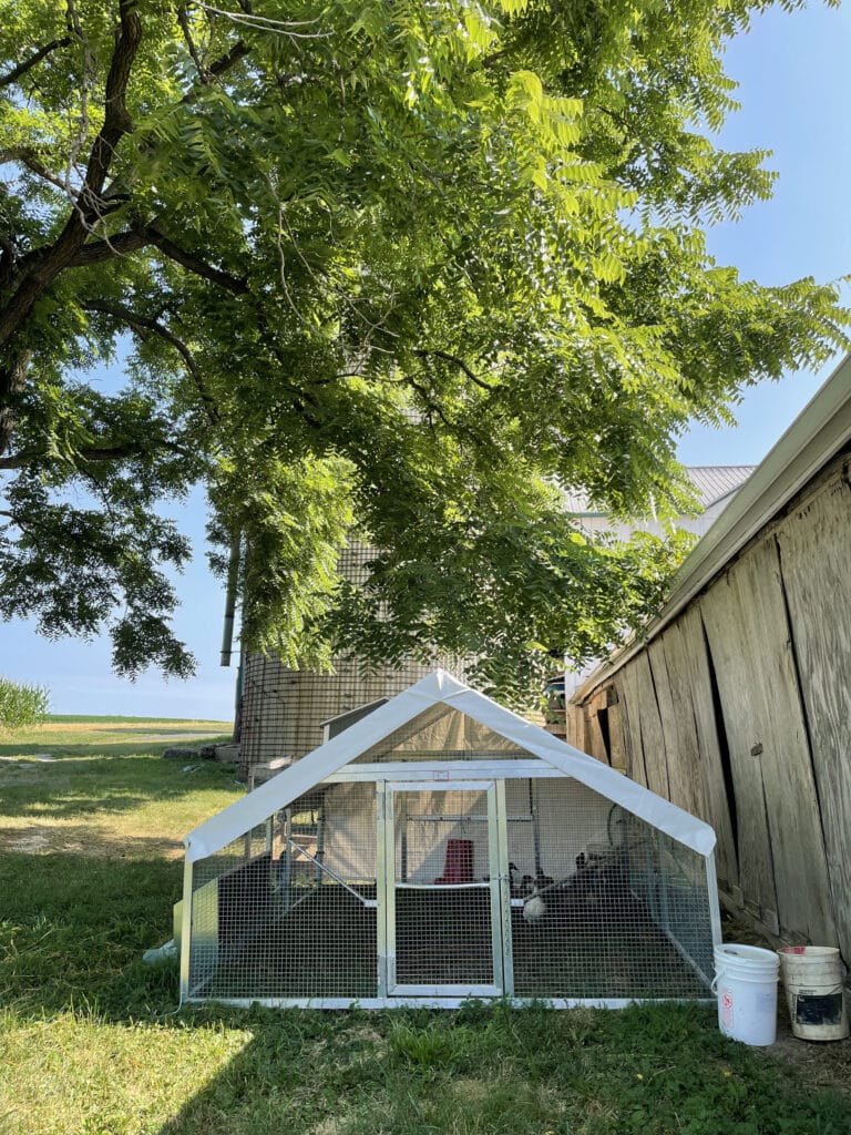 portable duck coops