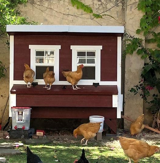 Chicken Coop All You Need To Know About Chicken Coops