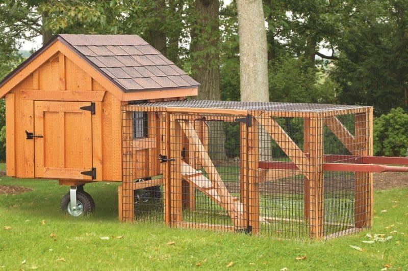 Chicken Coop | All You Need To Know About Chicken Coops