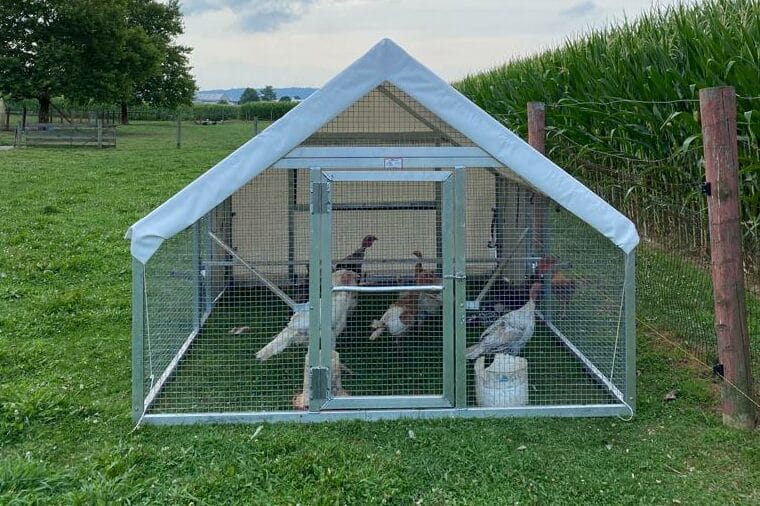 Happy Chickens with a Mobile Coop and Electric Netting - Sunny Simple Living