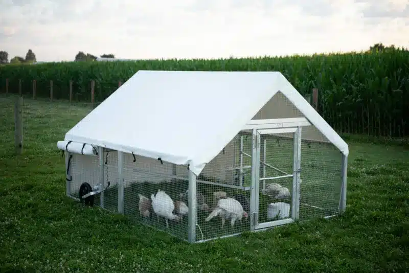 White coop for 30 chickens