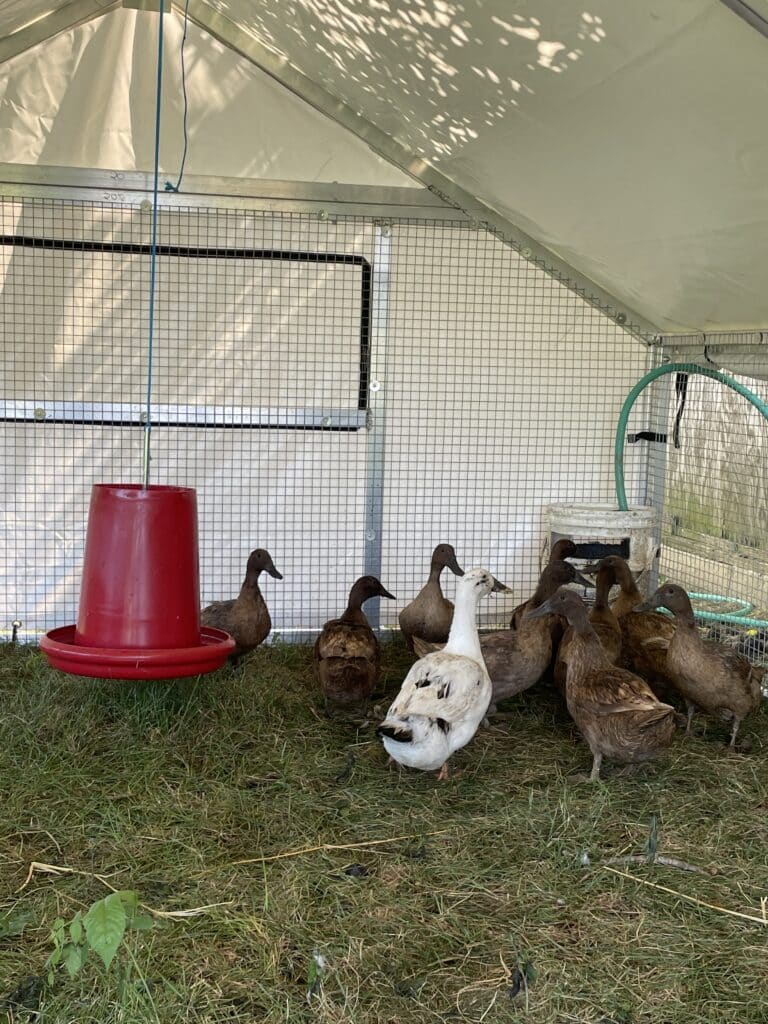 Mobile Duck Coops In Tennessee