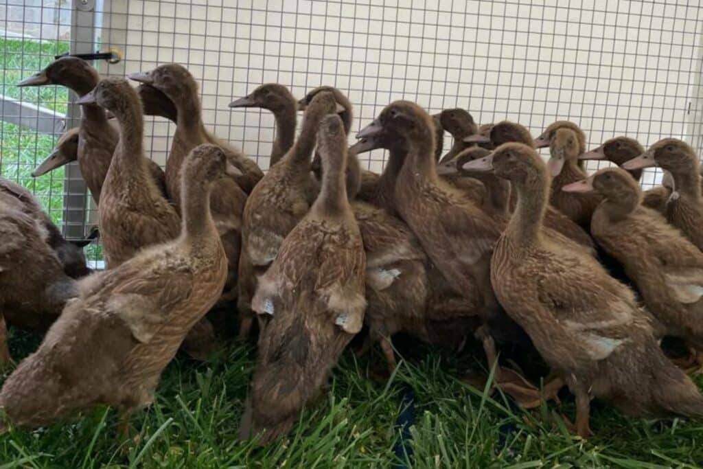 Duck Coops In New Mexico