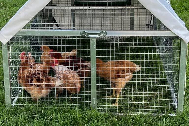 Mobile Chicken Coops For Layers In Texas