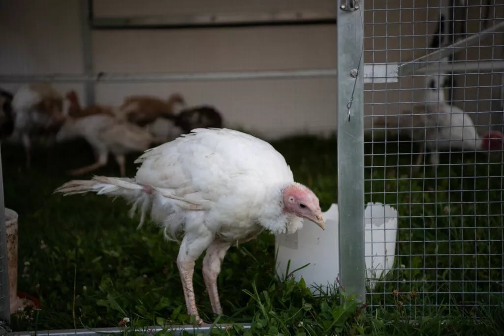 Mobile Turkey Coops For Sale In Indiana