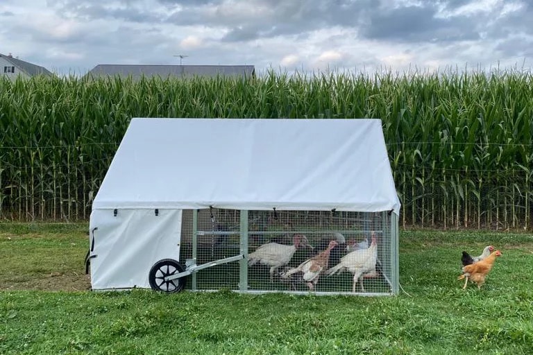 Happy Chickens with a Mobile Coop and Electric Netting - Sunny