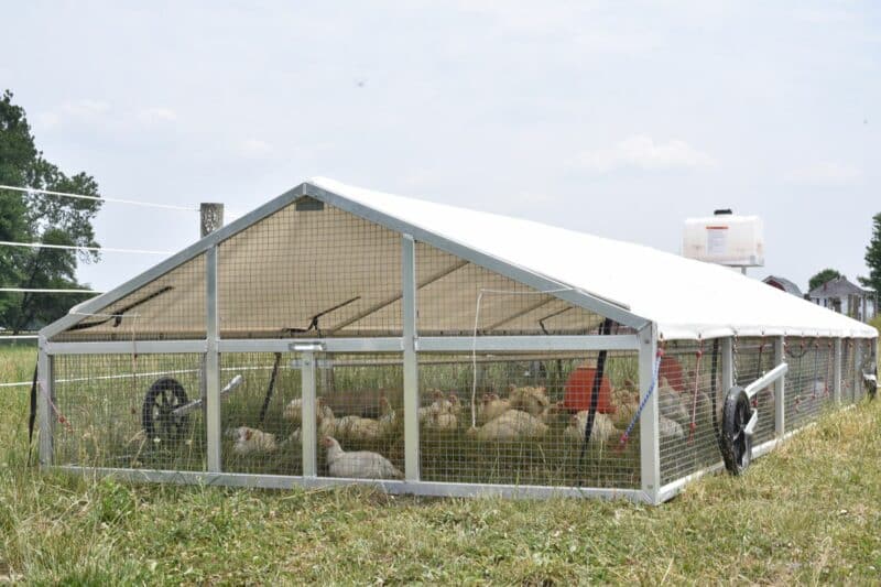 Commercial Chicken Houses | Maximize Your Poultry Production