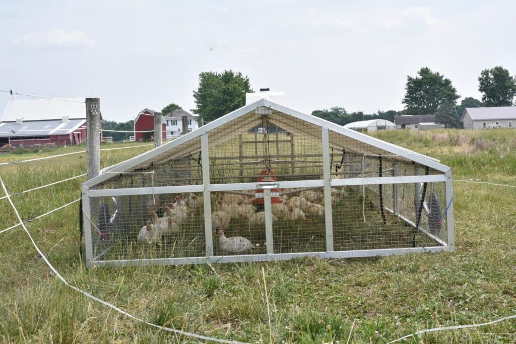 Broiler Mobile Coops In New York