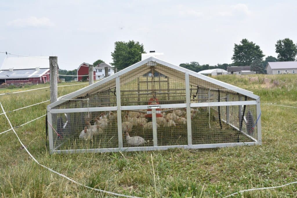 Broiler Chicken Coops In Arizona