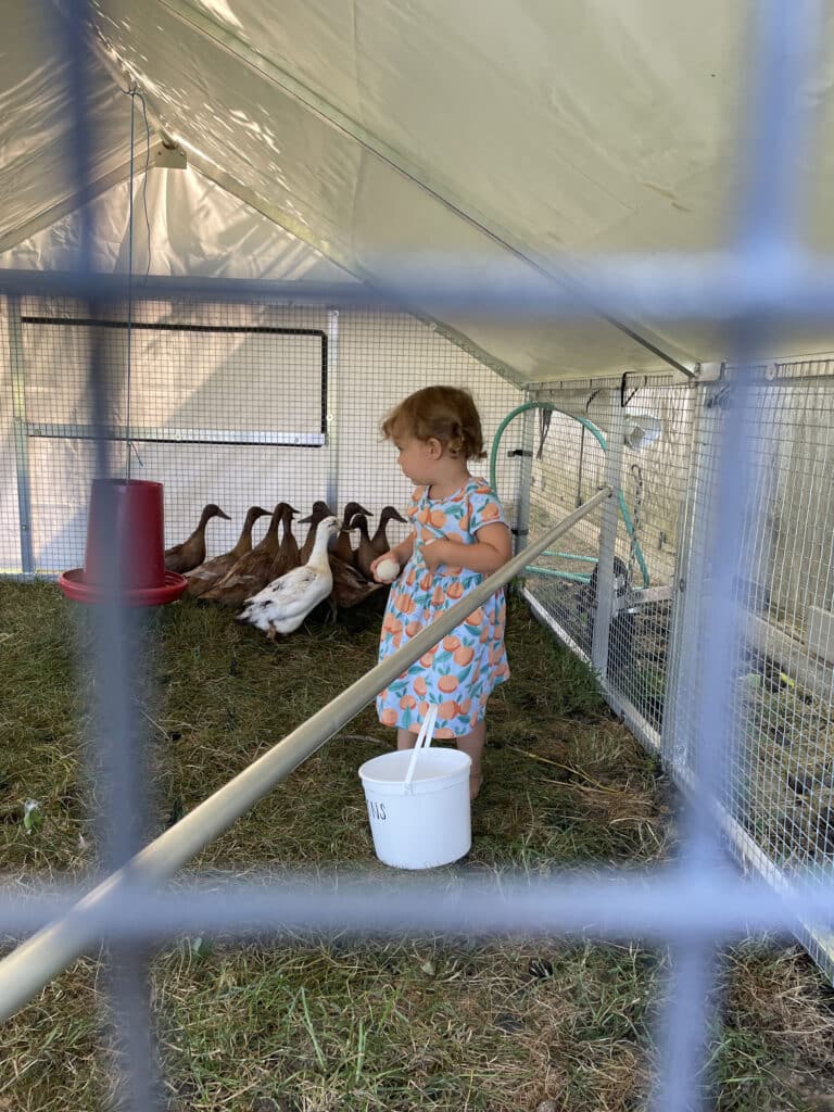 Mobile Duck And Chicken Coops In Arizona