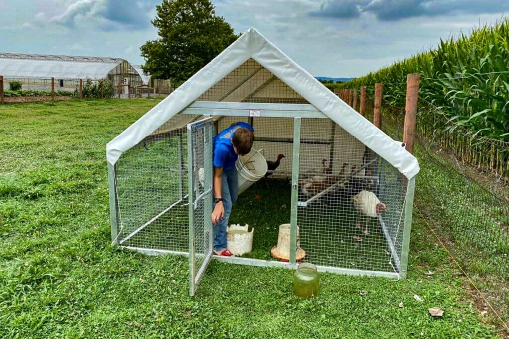 Turkey And Chicken Coops In Arizona