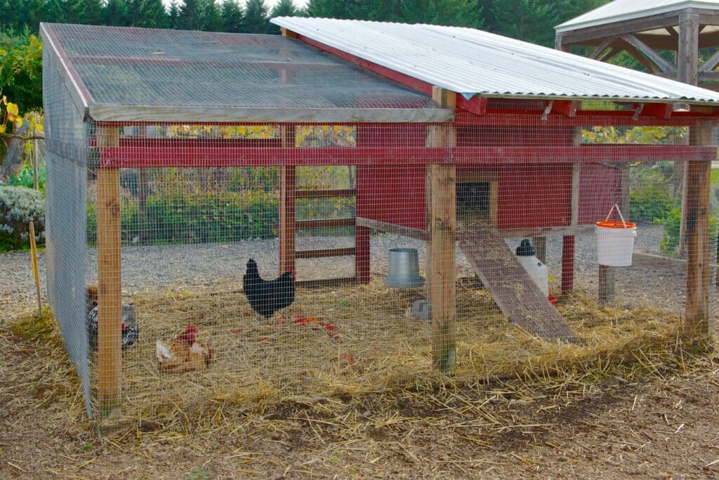 Chicken Coop