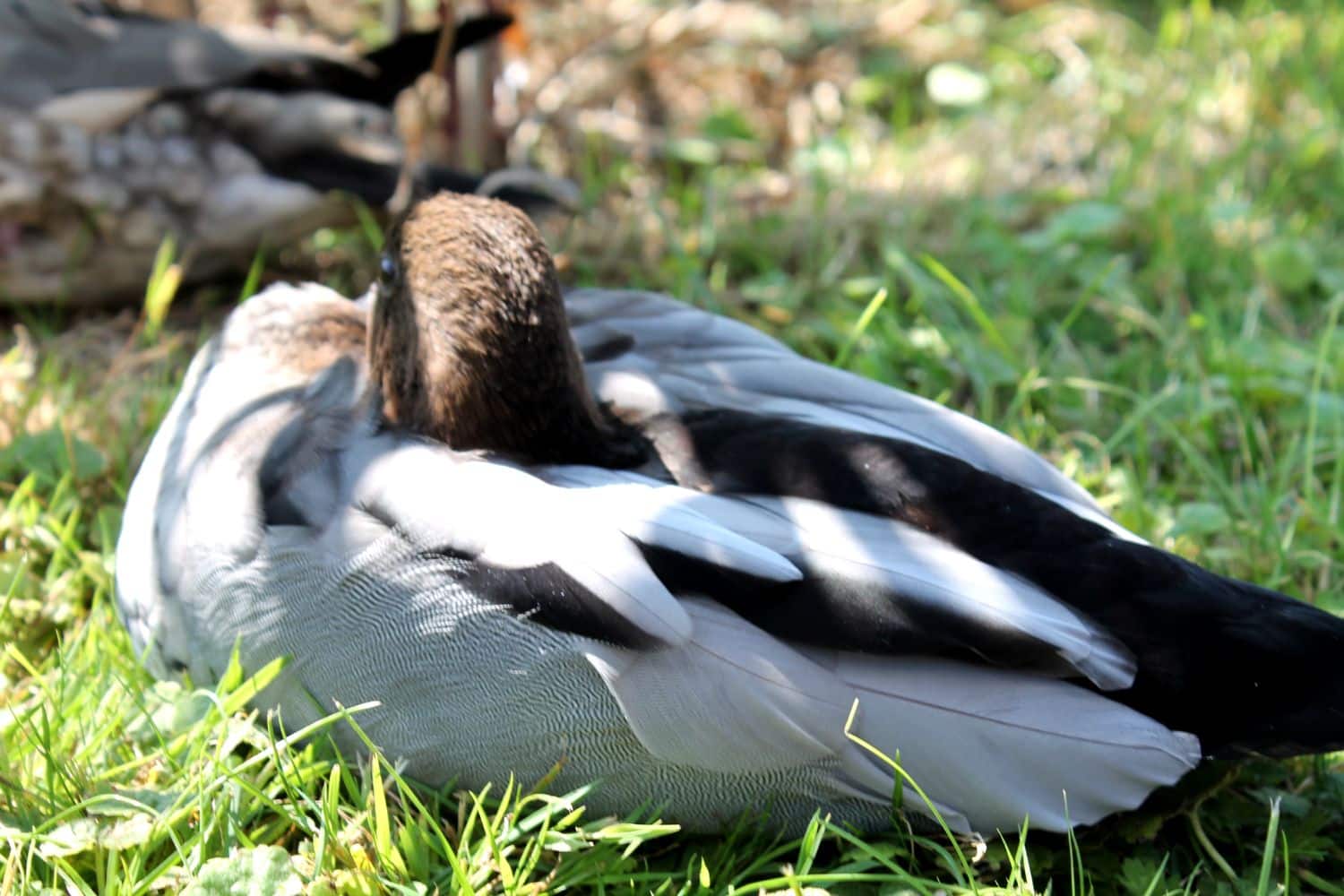 How Often Should You Clean A Duck Coop, Duck Sleeping