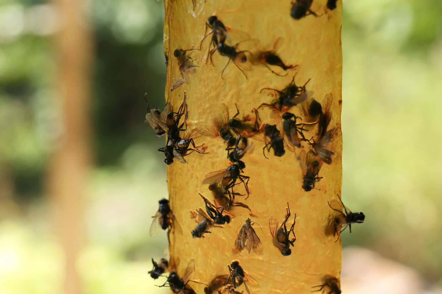 Sticky Fly Catcher How Often Should You Clean A Duck Coop