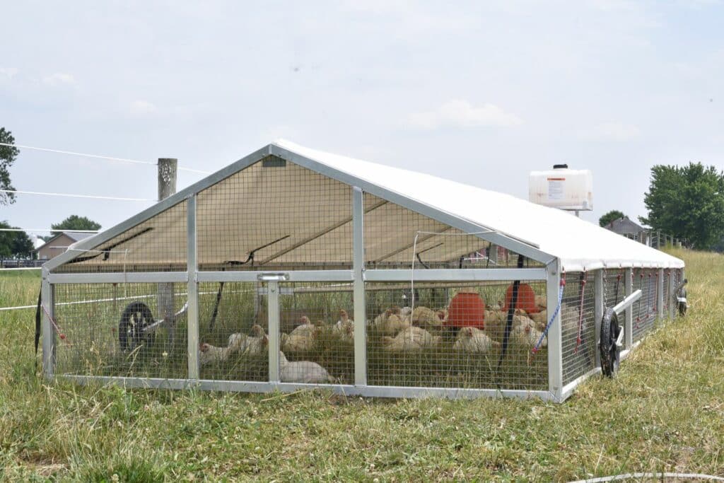 A Frame Coop VS Hoop Chicken Tractors