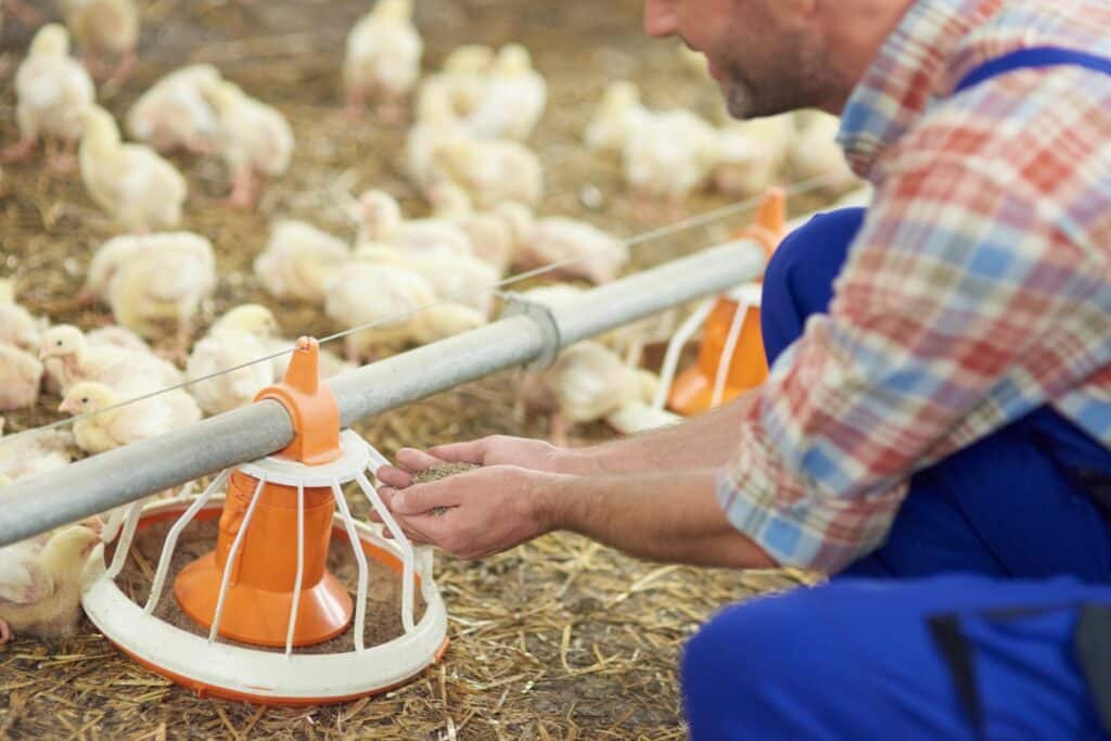 Feeders For Hoop Chicken Tractors