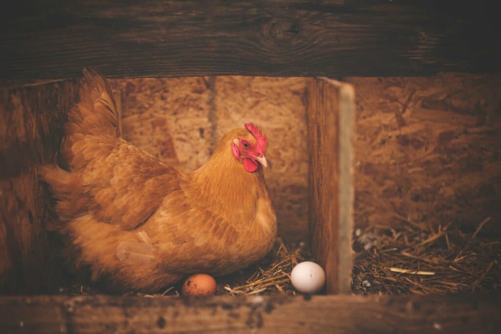 Nesting Space For Hoop Chicken Tractors