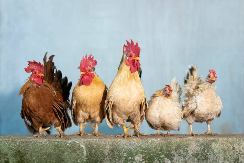 Are You Wondering What Do Roosters Eat? - Backyard Poultry