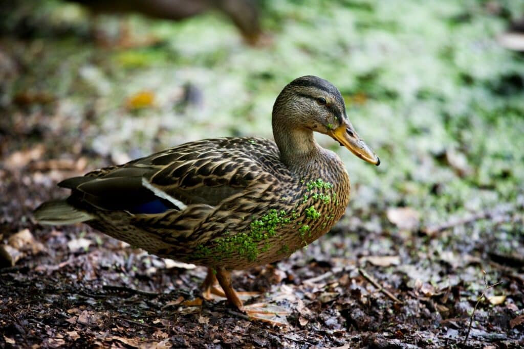 How Often To Clean A Duck Coop (1)