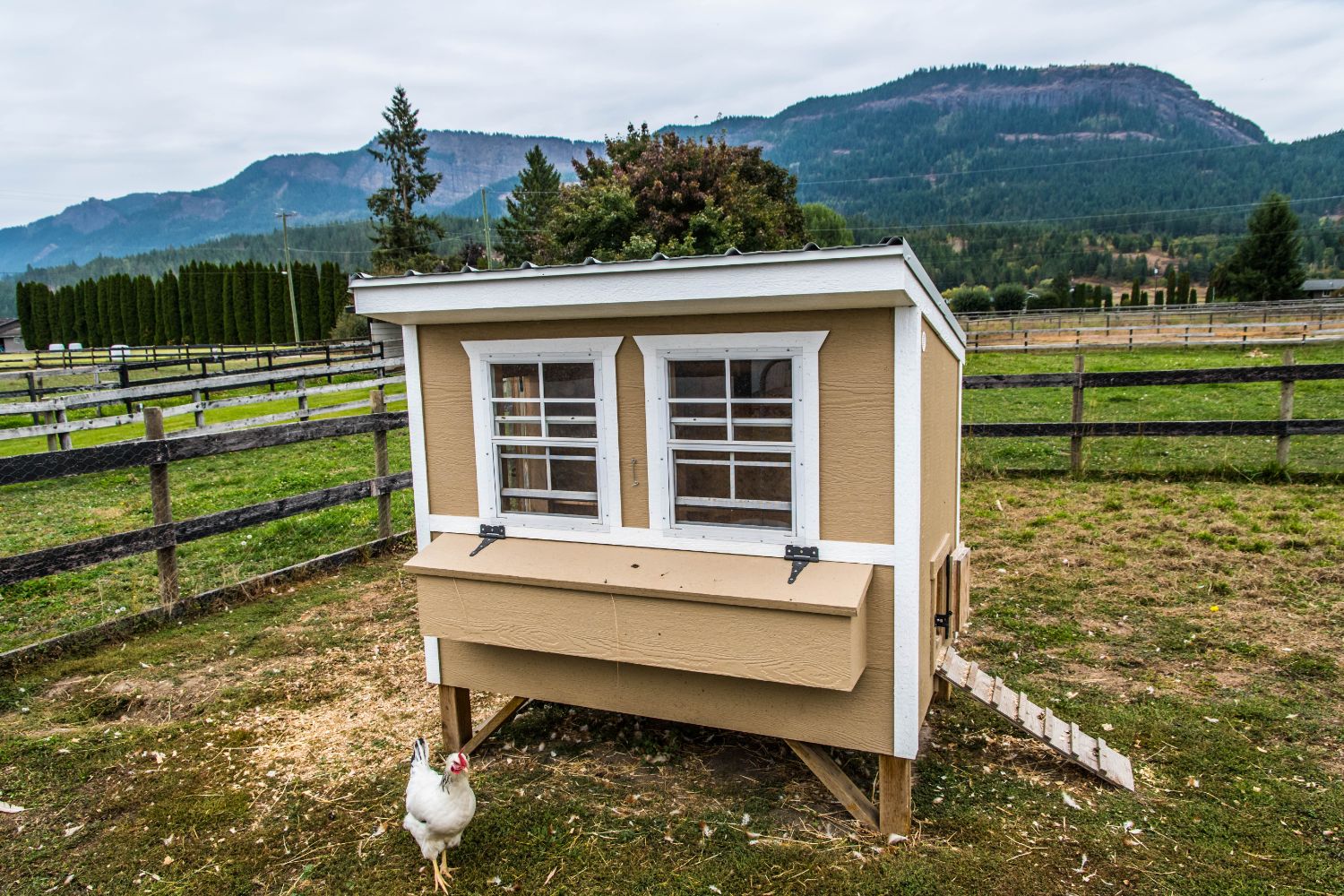 What Size Chicken Coop