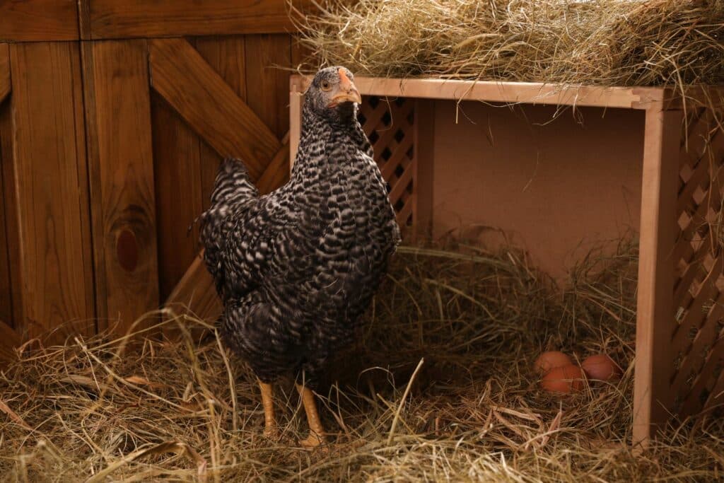 A Frame Mobile Chicken Coops With Nesting Box