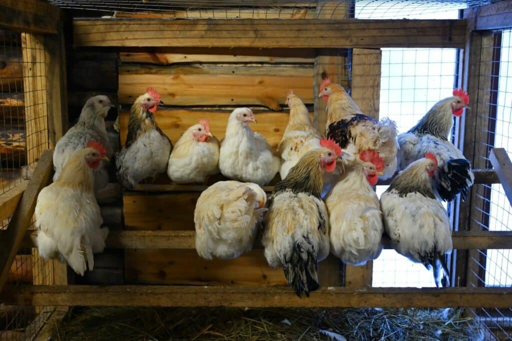 A Frame Mobile Chicken Coops With Roosts