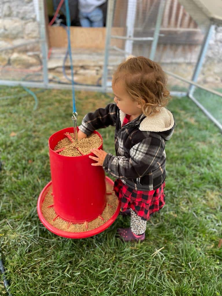 duck coop feeder