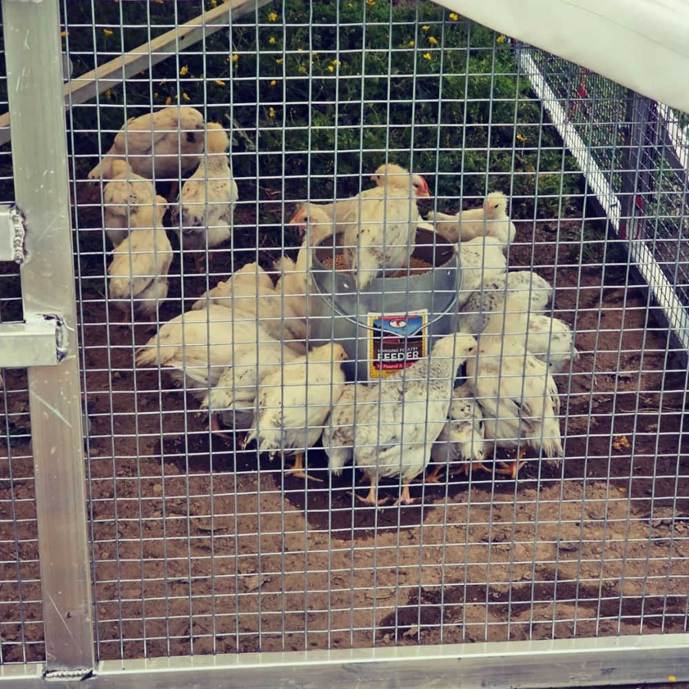 10x12 Mobile Chicken Coops In Johnson City TN