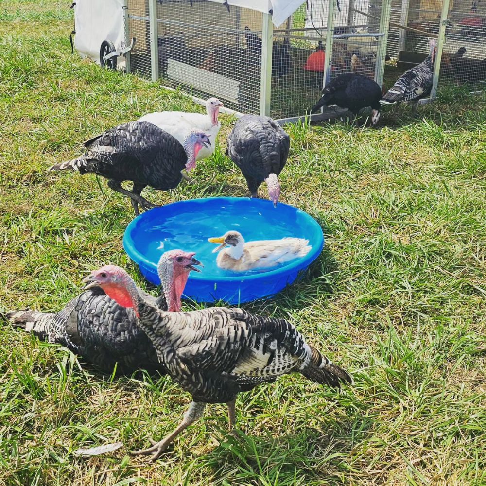 10x12 Mobile Poultry Coops In Johnson City TN