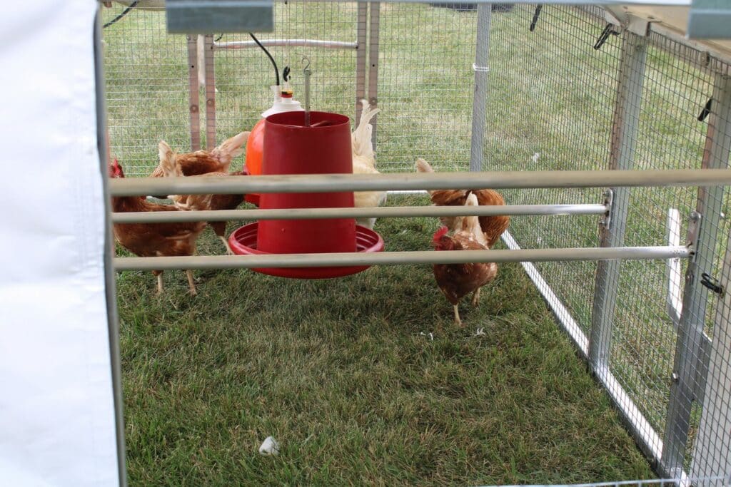 Benefits Of Mobile Chicken Coops In Massachusetts