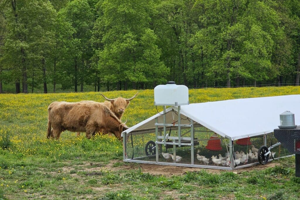 Broiler Chicken Coops In Cherry Hill New Jersey