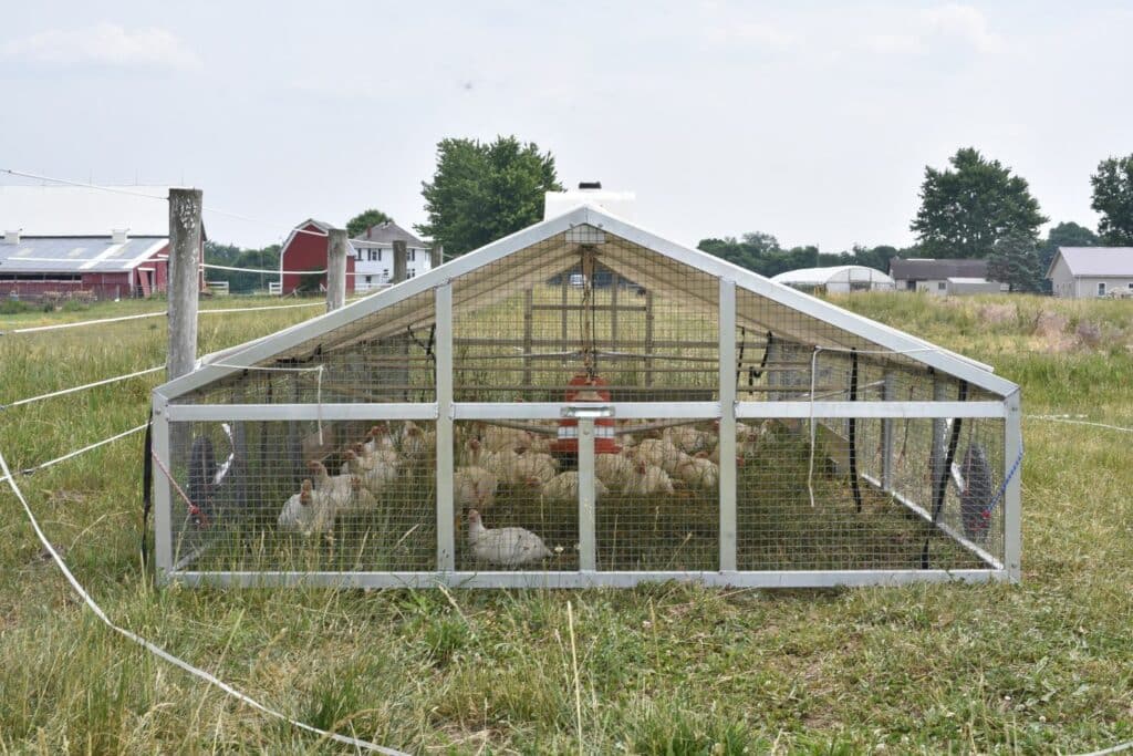 Broiler Chicken Coops In Washington DC