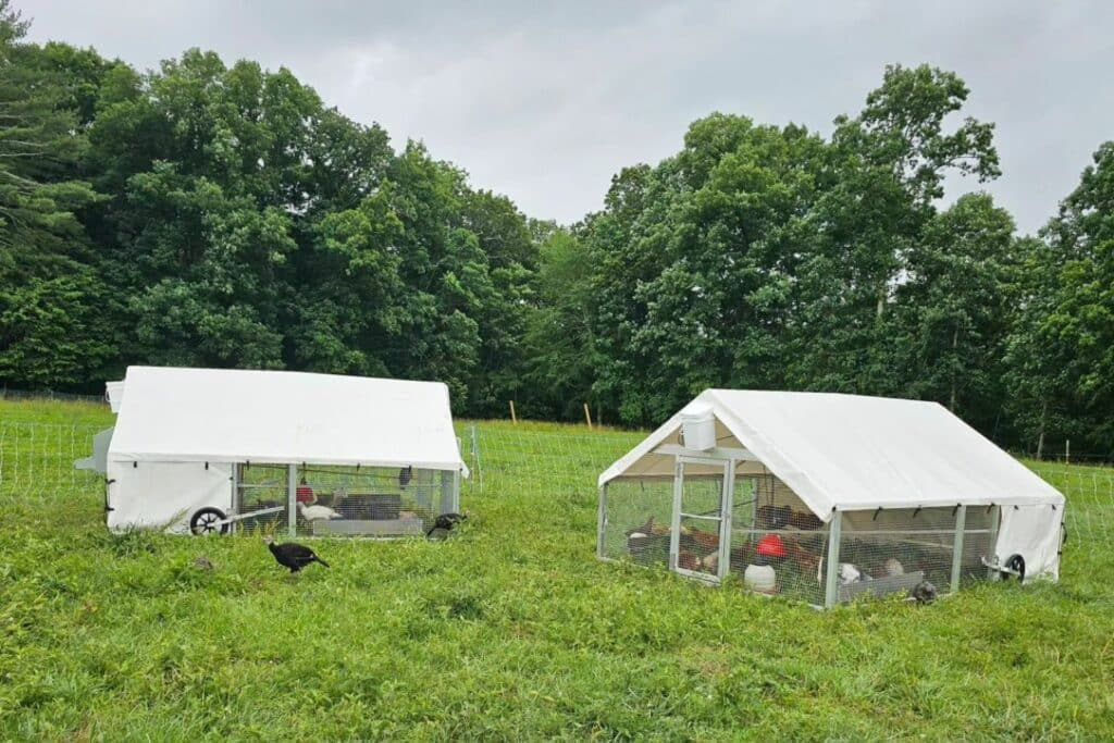 Chicken Coops In Massachusetts