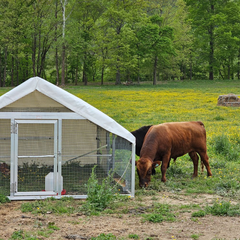 Durable 10x12 Mobile Coops In Johnson City TN