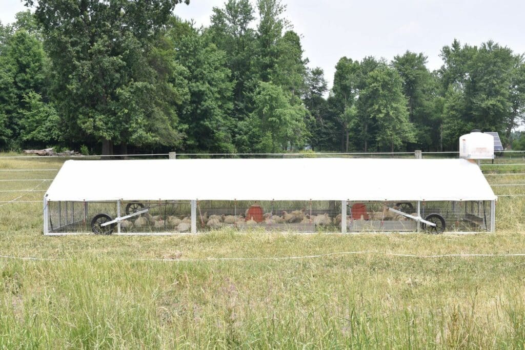 Mobile Broiler Chicken Coops In New Jersey