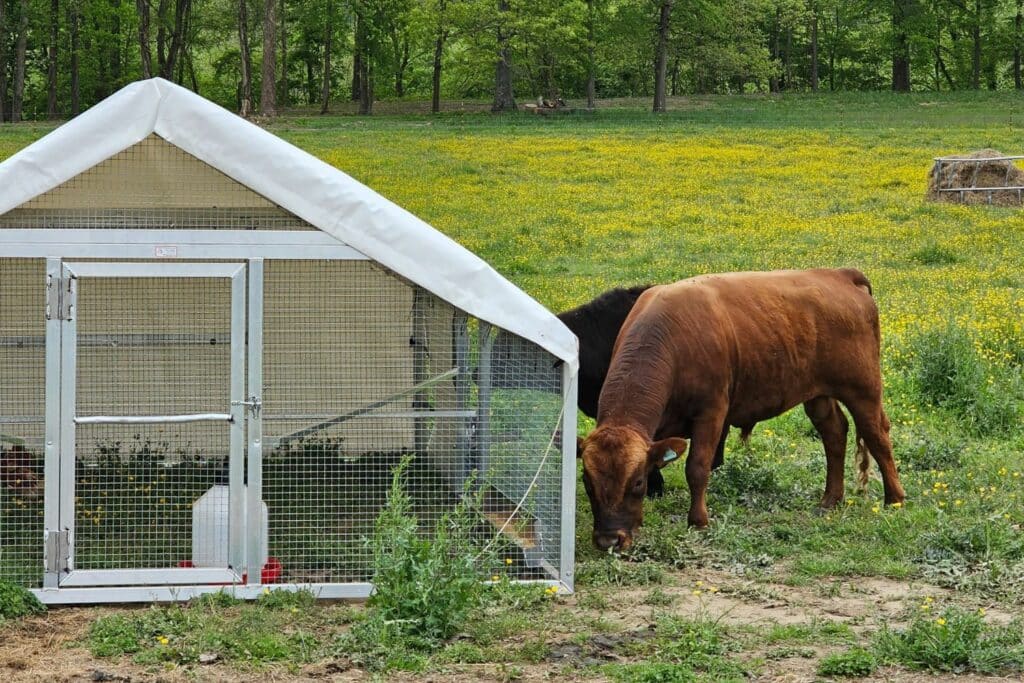 Mobile Chicken Coops For Sale In Connecticut