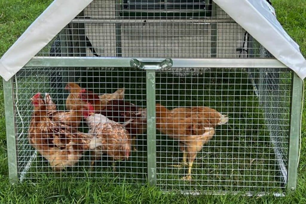 Mobile Chicken Coops In Augusta Maine