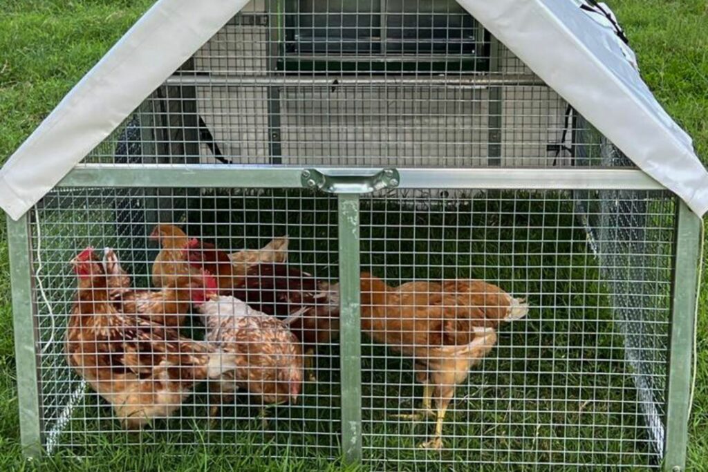 Mobile Chicken Coops In Stamford Connecticut